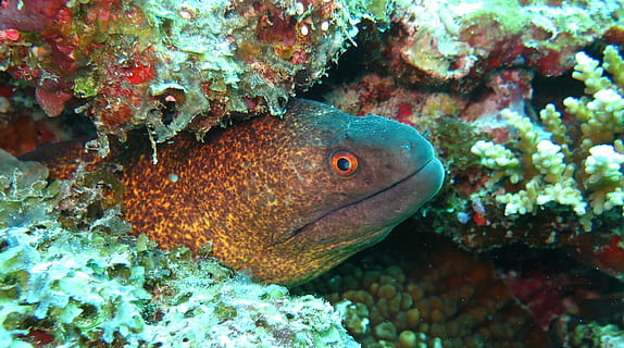 Yellow, Margin, Moray Eel, Moray, Eel, yellow margin moray eel HD wallpaper