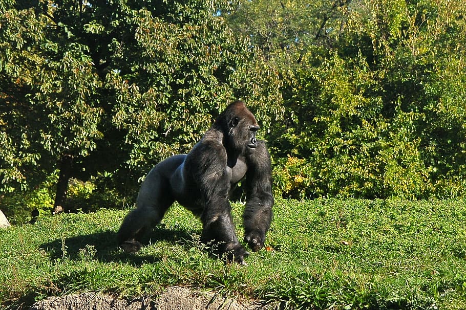 Gorilla on green lawn, Primate, Ape, Monkey, Male, mammal, animal HD wallpaper