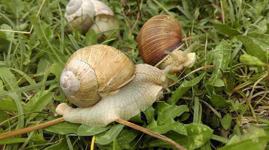 snail, shell, slowly, crawl, nature, animal, slimy, mollusk HD wallpaper