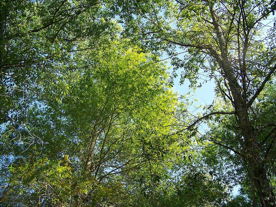 trees, spring, green, landscape, nature, leaves, outdoor, sky HD wallpaper