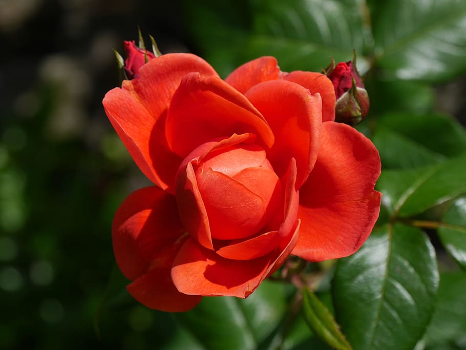 rose, red, flower, open, petals, garden, flowering plant, beauty in nature HD wallpaper