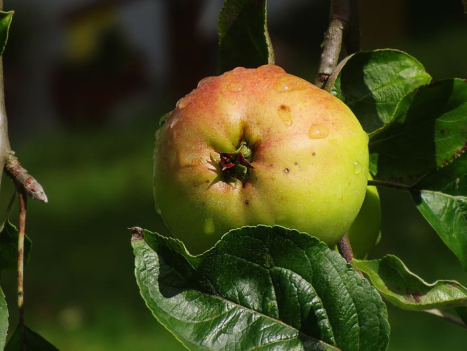 apple, summer, fruit, garden, frisch, green, nature, food and drink HD wallpaper