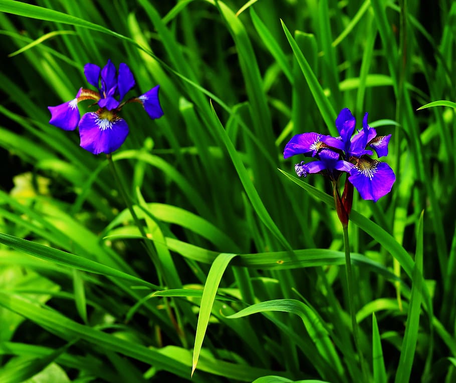 macro photography of two purple petaled flowers, Iris, Blue, Garden HD wallpaper
