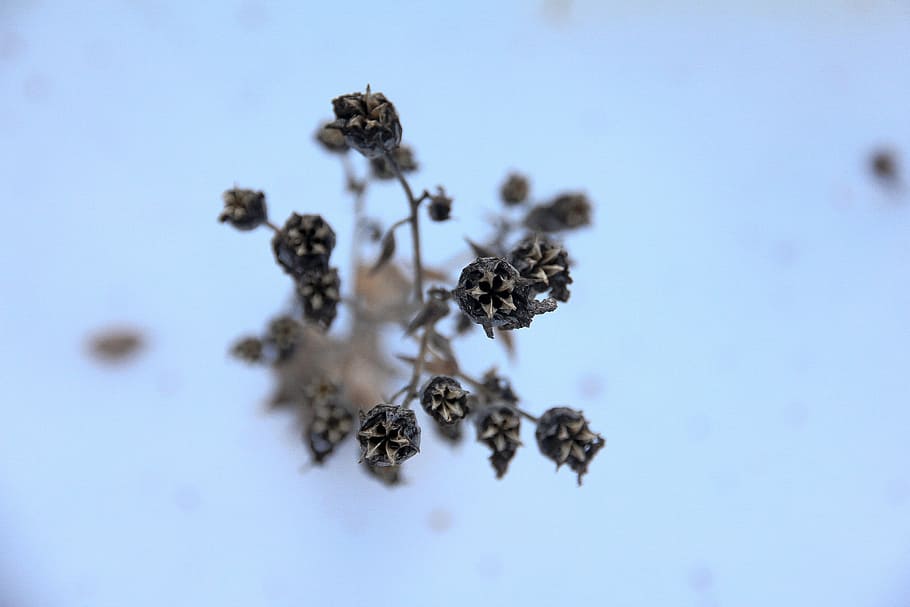 wildflower, winter, weathered, withered, dry, inflorescence HD wallpaper