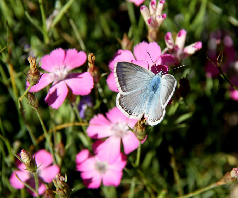 butterfly, nature, flower, flowering plant, vulnerability, beauty in nature HD wallpaper