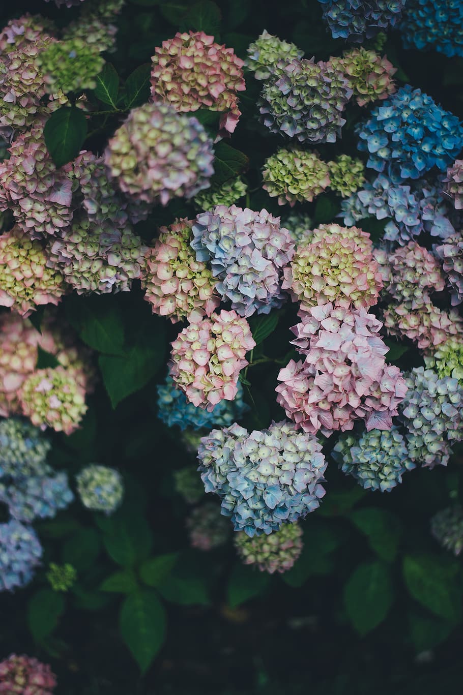 multicolored flowers shallow focus photography, pink, blue, and yellow petaled flowers in selective focus photo at daytime HD wallpaper