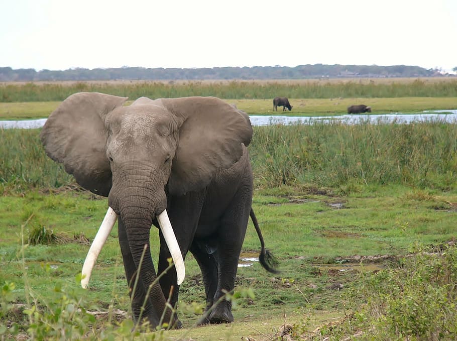 gray elephant on grass during daytime, amboseli national park, HD wallpaper