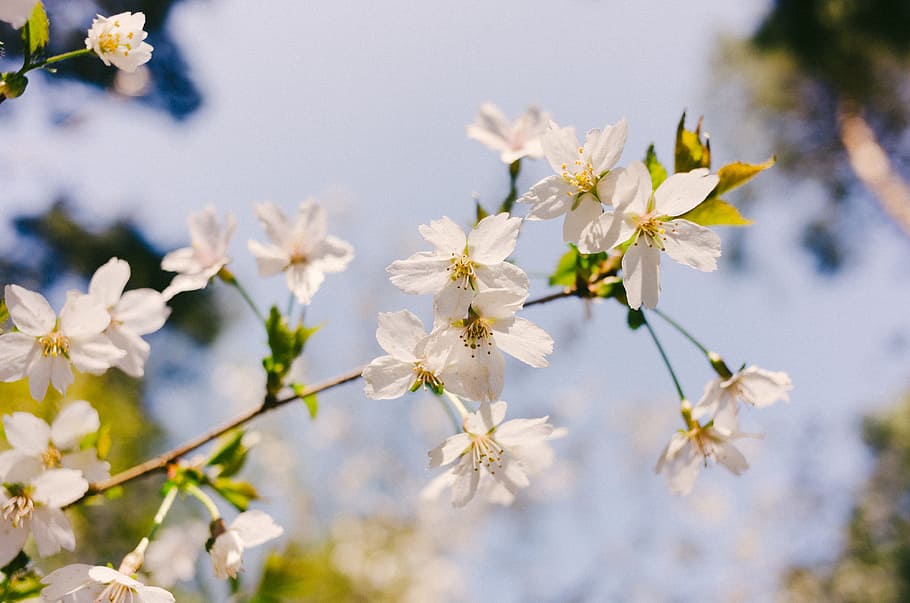 Spring flowers, nature, springtime, tree, branch, plant, outdoors HD wallpaper