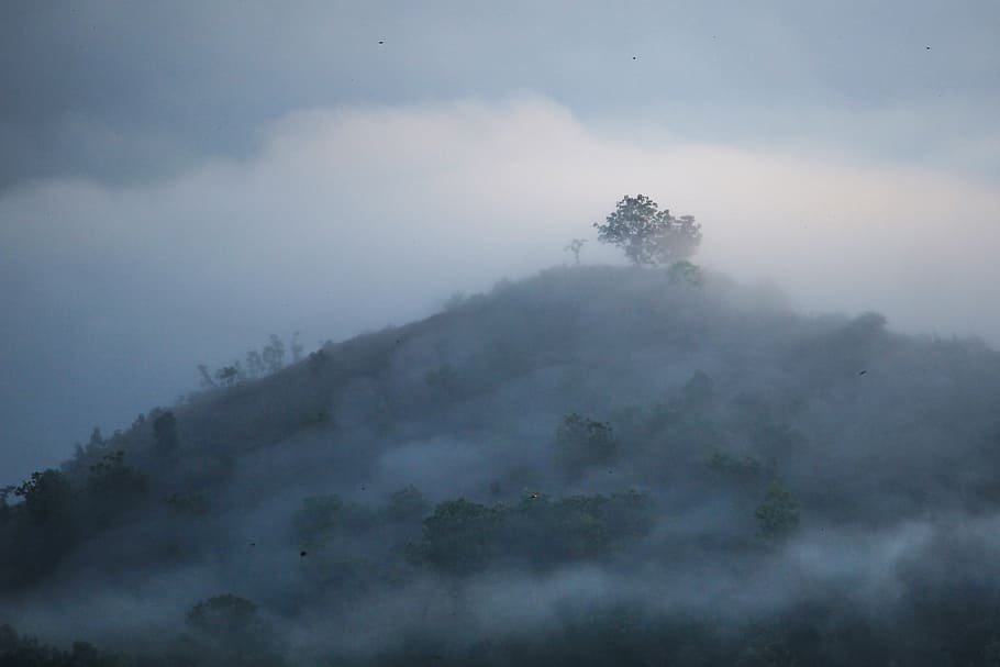 smoky mountain during daytime, foggy, trees, forest, dawn, mist HD wallpaper