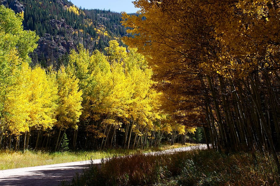 Colorado, Forest, Trees, Mountains, nature, outside, fall, autumn HD wallpaper
