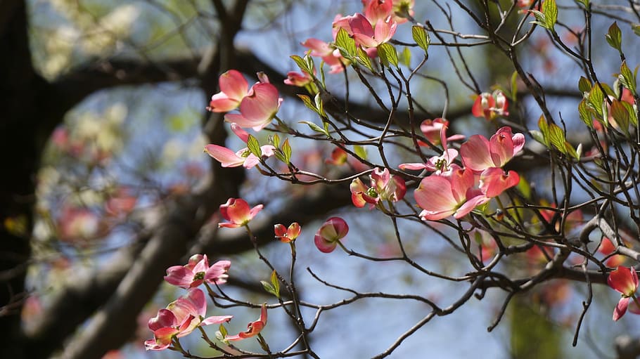 Spring, Flower, Blossom, tree, branch, outdoors, no people HD wallpaper