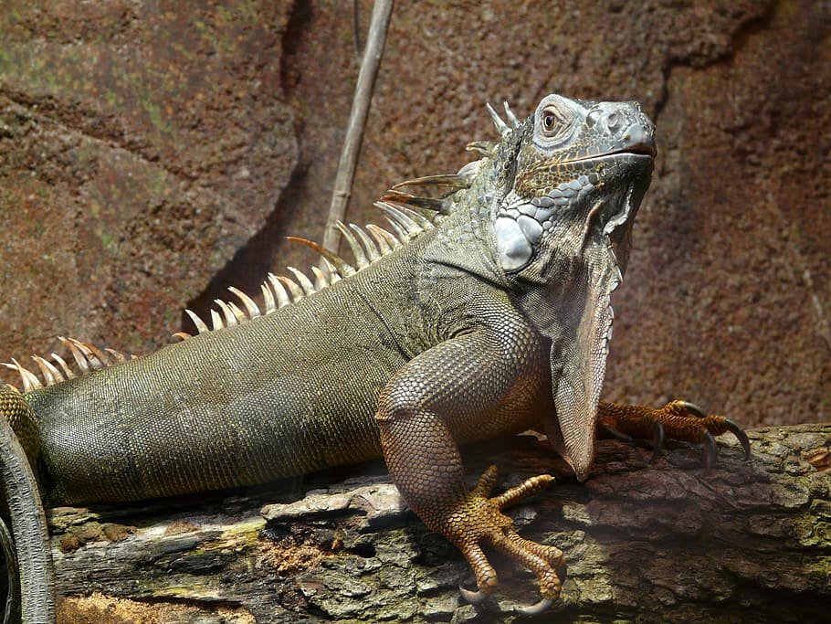 Iguana, Green, Lizard, Reptile, kaltblut, animal, creature HD wallpaper