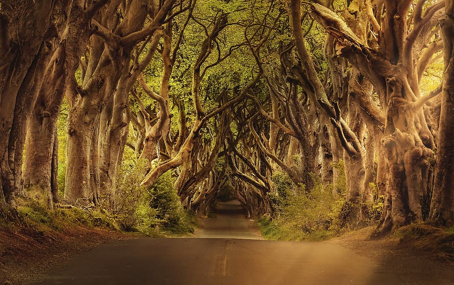 road between trees, avenue, the dark hedges, northern ireland, HD wallpaper