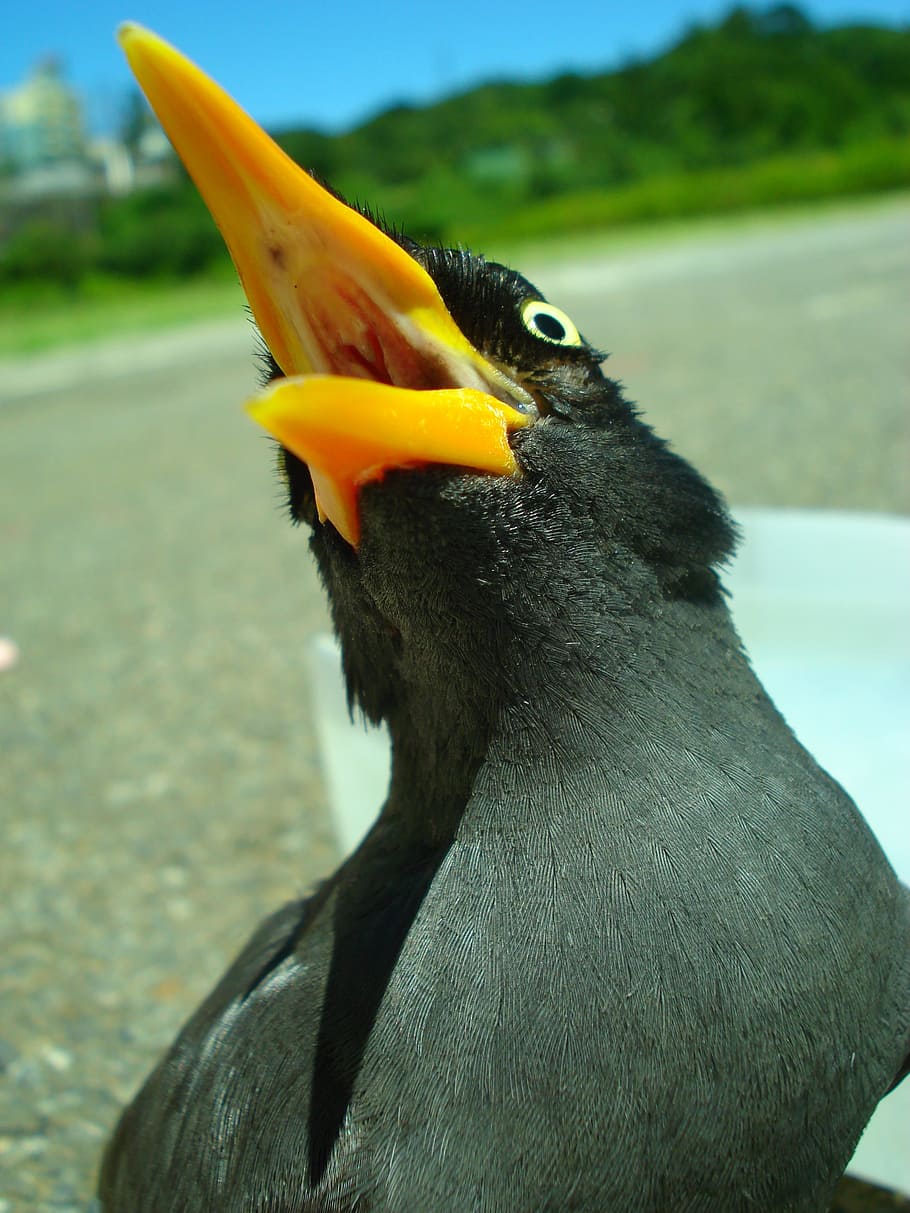 javan myna, starlings, bird, birds, vertebrate, focus on foreground, HD wallpaper