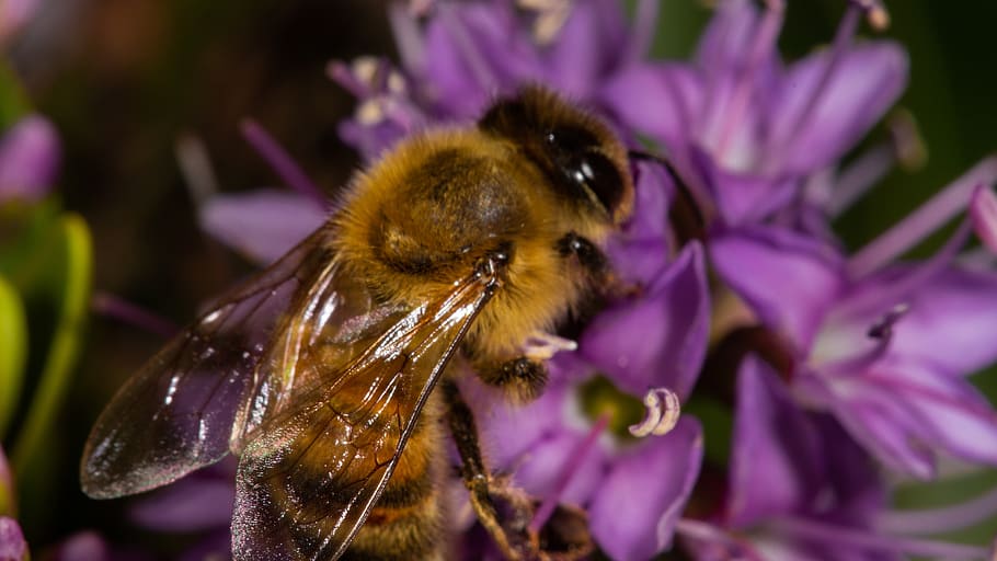 bee, violet, flower, animal, animal themes, one animal, flowering plant HD wallpaper