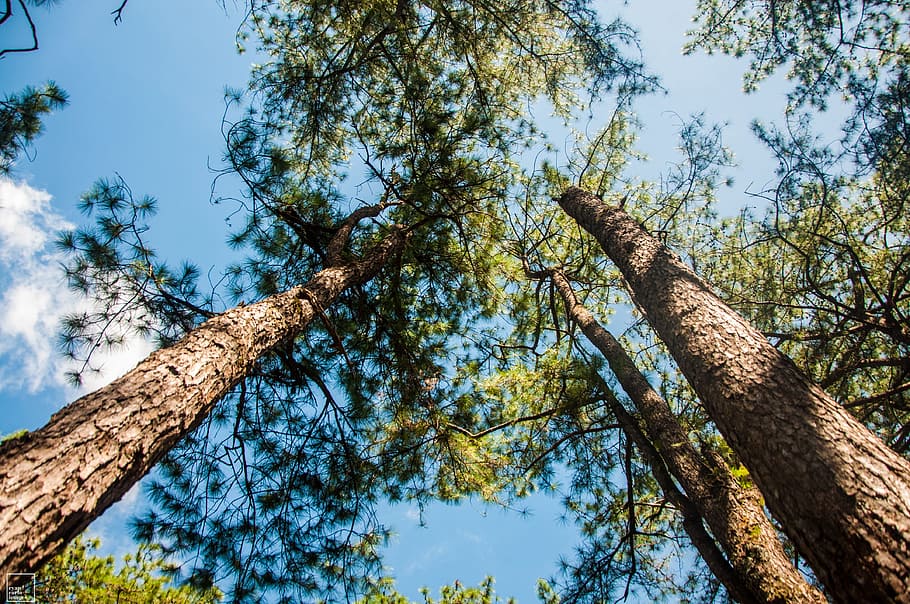 Low Angle Photography of Trees, bark, branches, environment, forest HD wallpaper