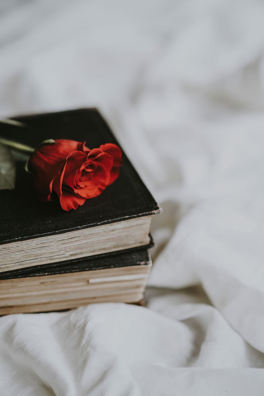 closeup photo of red rose on black book, selective focus photography of two books on white textile HD wallpaper