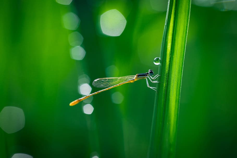 macro photography of dragonfly, bokeh, close-up, color, dew HD wallpaper