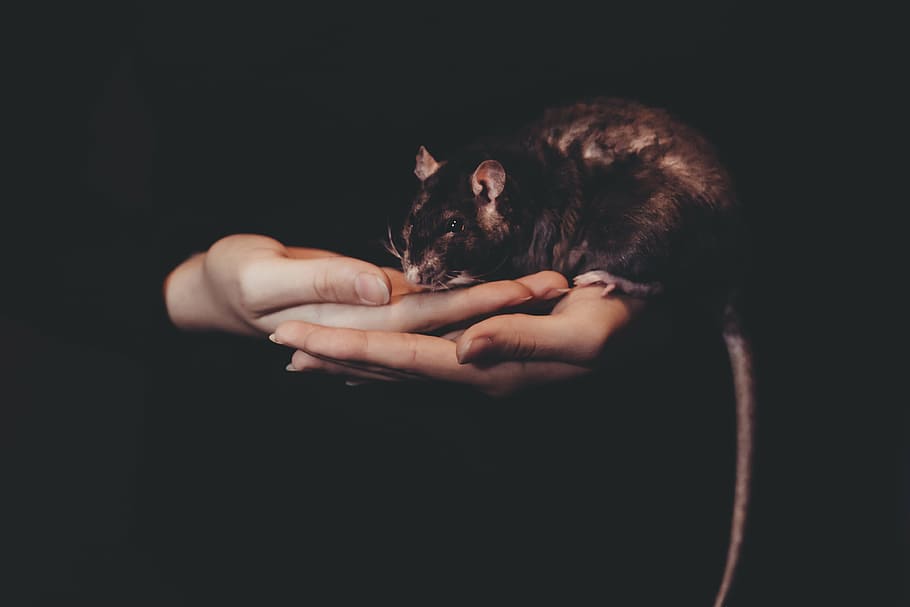person holding black rat, mouse, dark, animal, hand, palm, adults only HD wallpaper