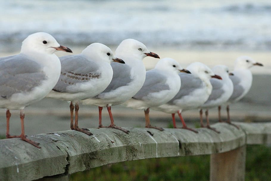 seagulls, row, perched, birds, red billed, wildlife, nature HD wallpaper