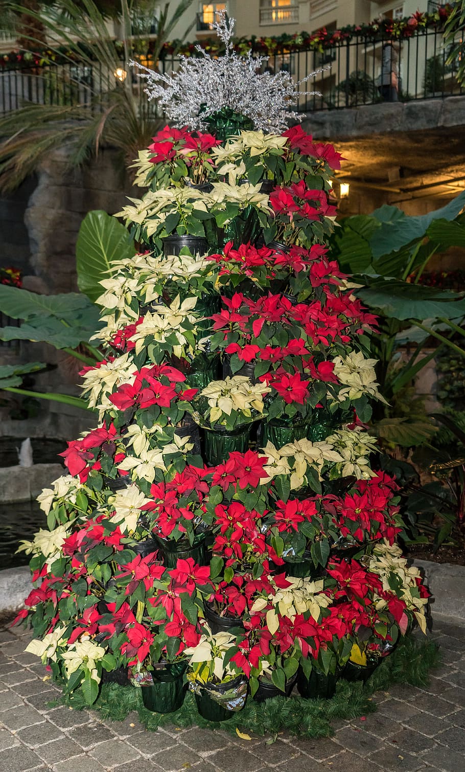 poinsettias, tree, christmas, flower, xmas, holiday, decorative, HD wallpaper