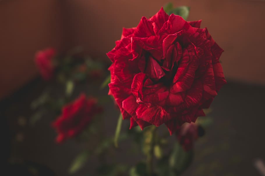 red flower, red rose selective-focus photography, leaf, leaves HD wallpaper