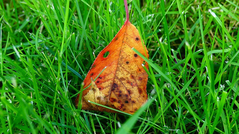 Sheet, Green, Grass, Contrast, Nature, leaves, plant, foliage HD wallpaper