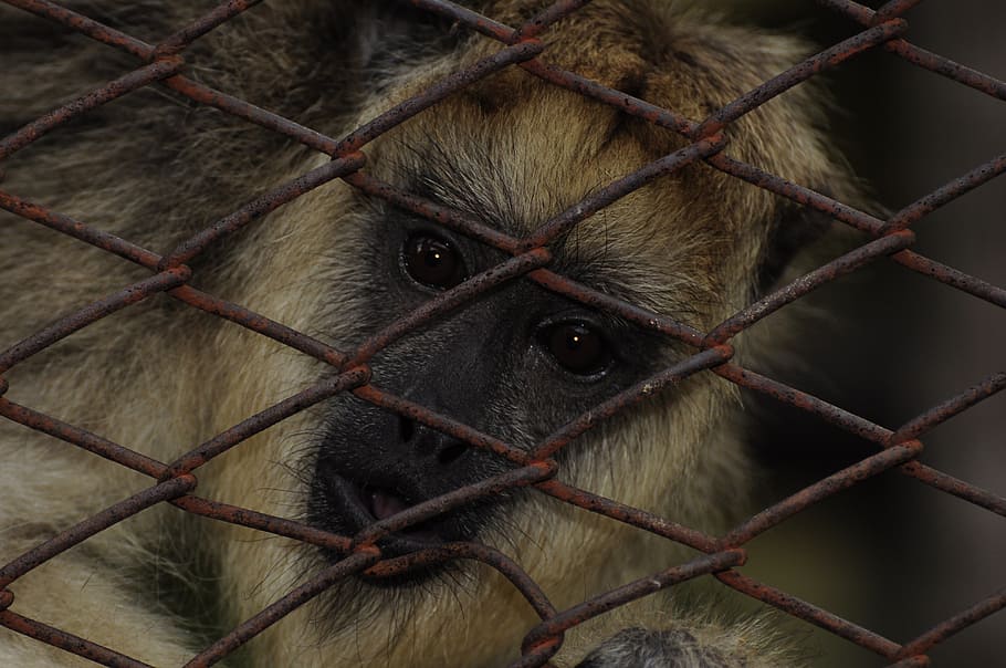 mono, nature, macaco, primate, mammal, cage, one animal, animals in captivity HD wallpaper