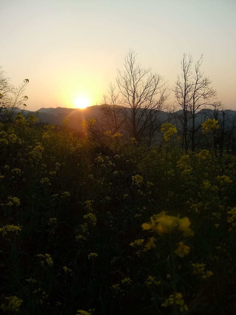 rape, golden yellow, sunset, plant, sky, tree, beauty in nature HD wallpaper