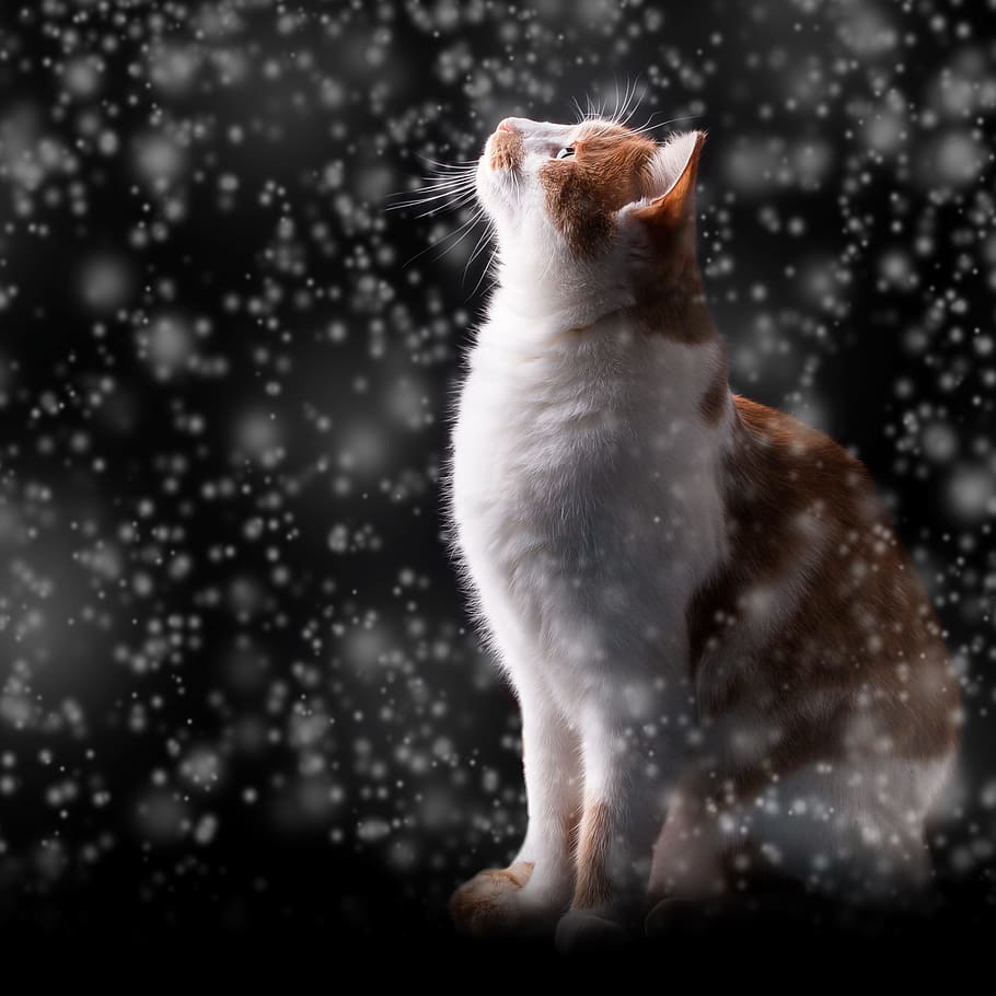 orange tabby cat, snow, winter, night, cold, adidas, red cat, HD wallpaper