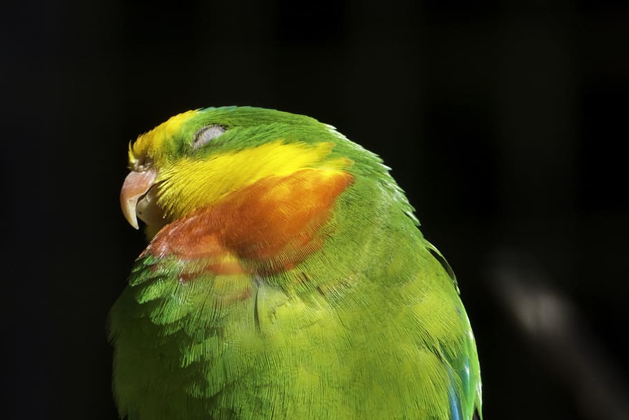birds, colored feathers, nature, parrot, animal themes, black background HD wallpaper