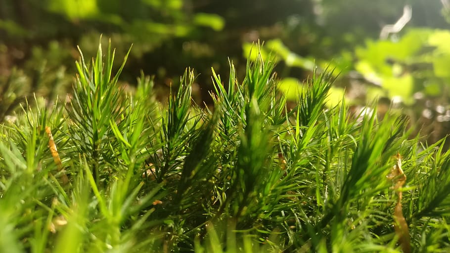 moss, nature, growth, green color, plant, beauty in nature HD wallpaper
