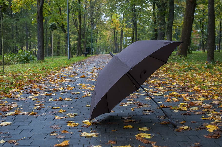 gray umbrella under the trees, park, spacer, autumn, forest HD wallpaper