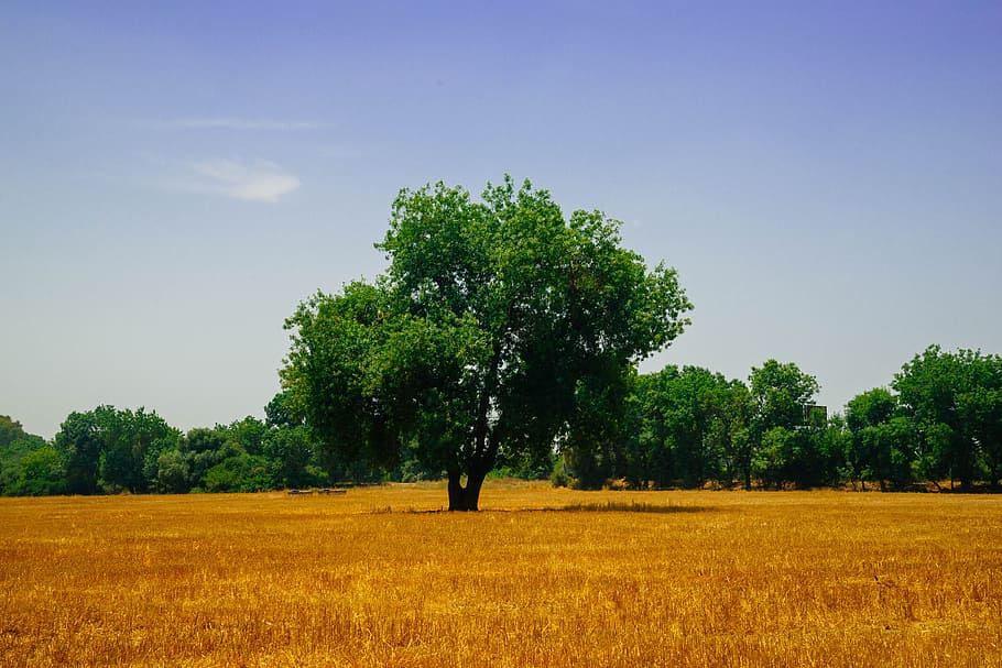 landscape, nature, sky, clouds, agriculture, background, bright HD wallpaper