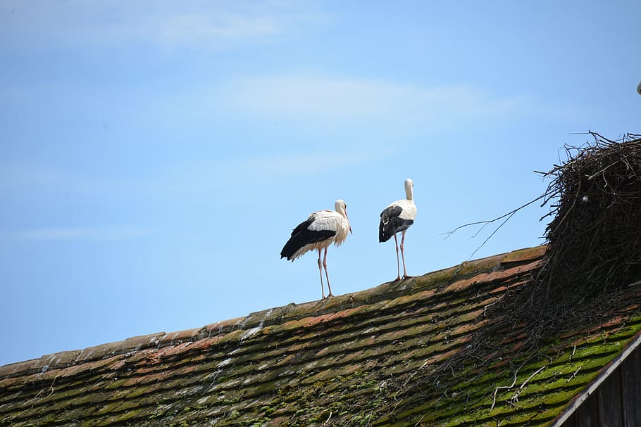 white storks, birds, animals, rattle stork, nature, roof, sky HD wallpaper