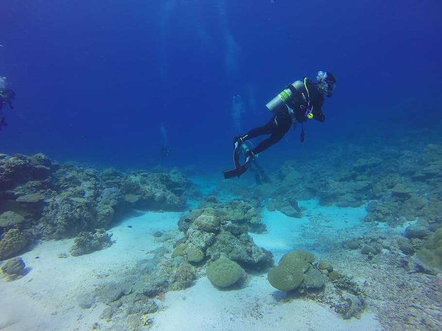 person doing scuba diving, dive, diver, palau, scuba diver HD wallpaper