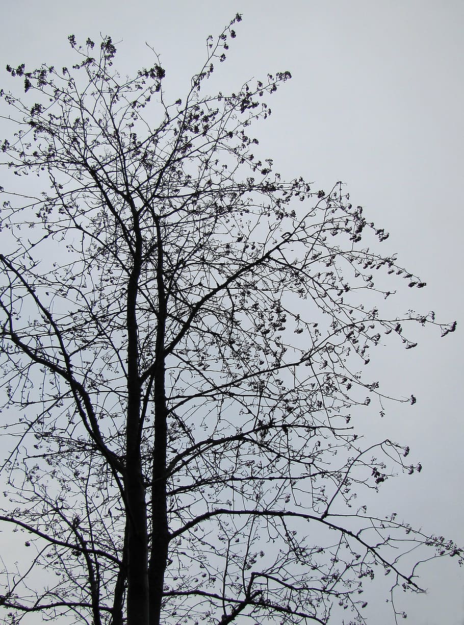 tree, leafless tree, autumn, winter, twilight, grim, inconsolable HD wallpaper