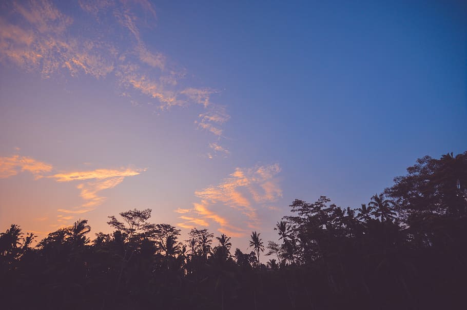 sunset, dusk, sky, clouds, trees, silhouette, shadows, plant HD wallpaper