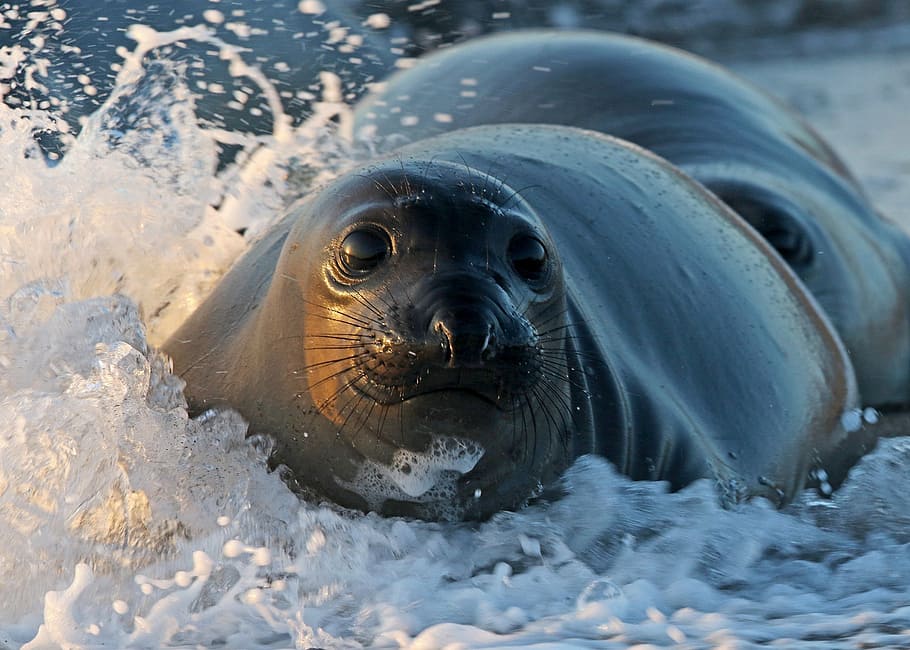 closeup photography of seal with splashing waters, beach, waves, HD wallpaper