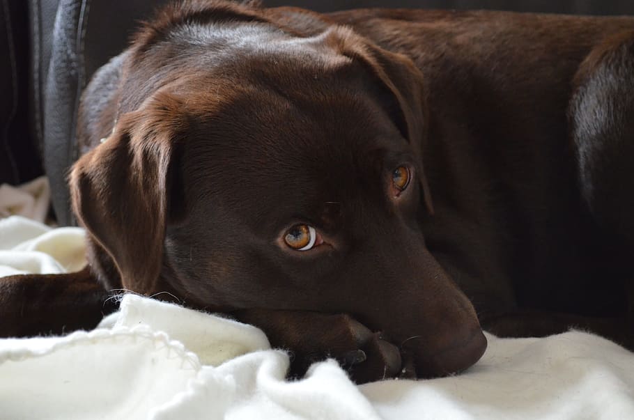 dog, labrador, animal, mammal, animal themes, domestic animals HD wallpaper
