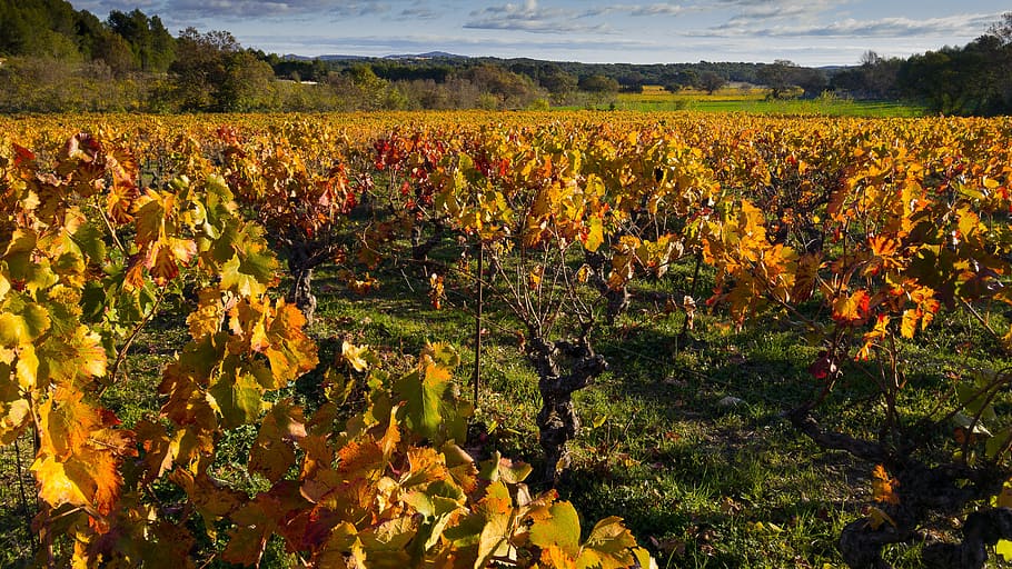 brown leaf plant field, herald, vine, vineyard, fall, ceps HD wallpaper