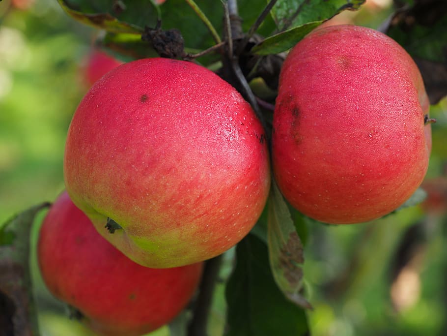 apple, apple tree, ripe, healthy, delicious, fruit, red, frisch HD wallpaper