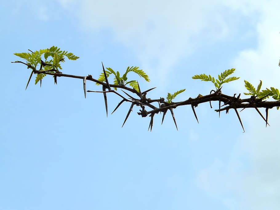 Spin, Casey, Tree, Plant, sky, day, no people, nature, outdoors HD wallpaper