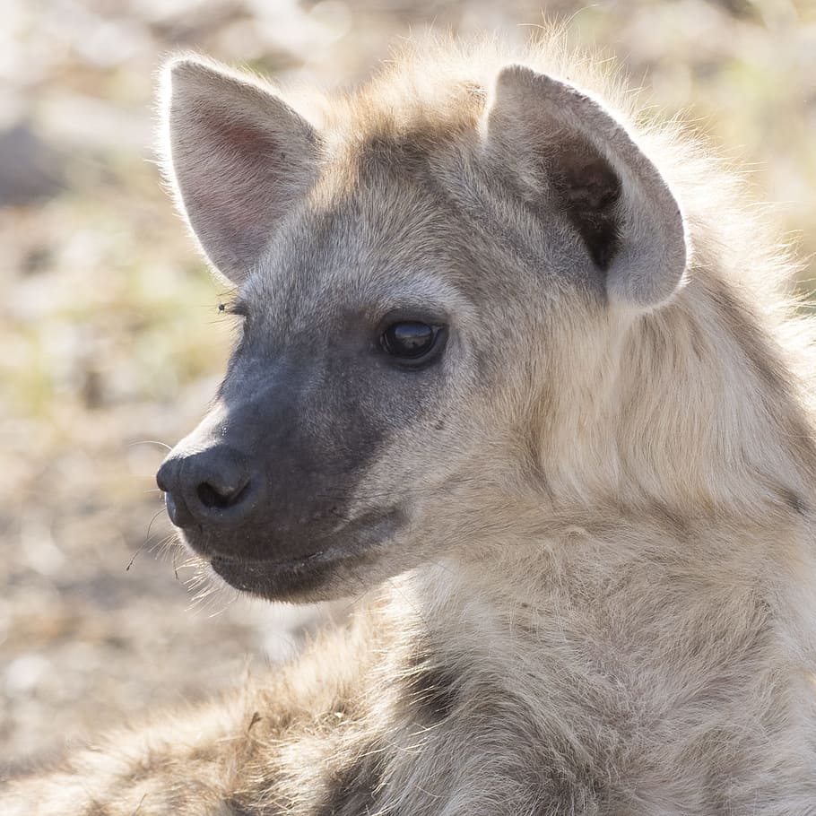 hyena, hyenas baby, safari, one animal, mammal, animal wildlife, HD wallpaper