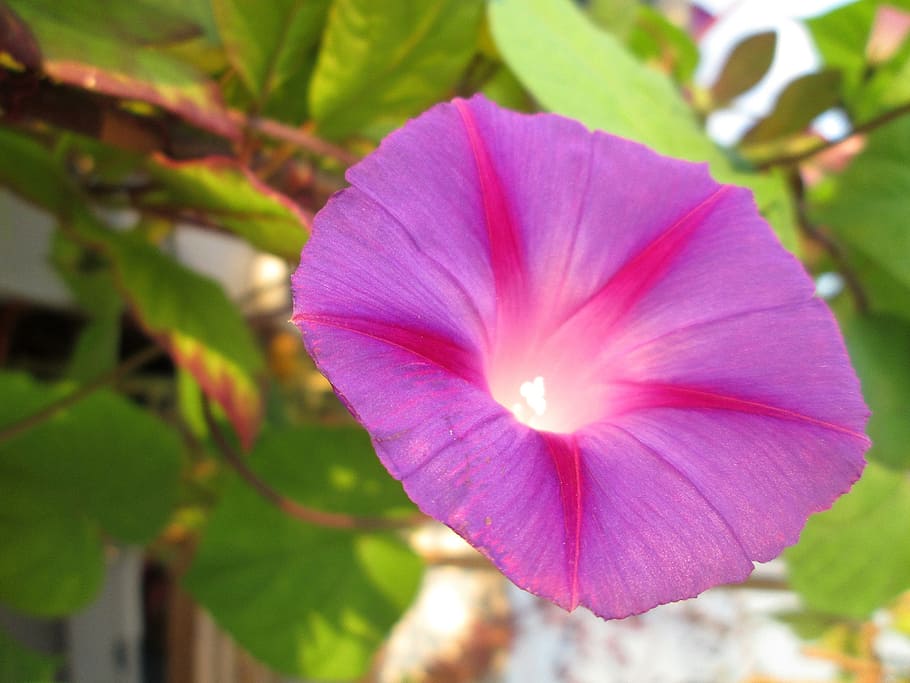 superb thread, climber, flower, purple, garden, flowering plant HD wallpaper