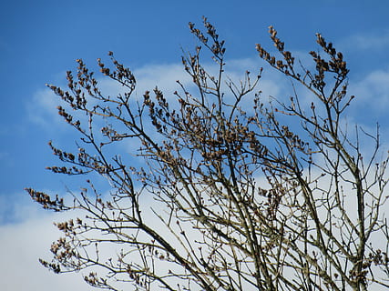 Branches, Clouds, Silhouette, bud, sky, early spring, plant HD wallpaper