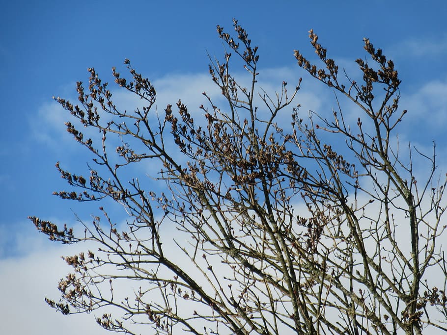 Branches, Clouds, Silhouette, bud, sky, early spring, plant HD wallpaper