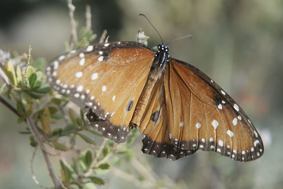butterfly, arizona, desert botanical gardens, insect, flying, HD wallpaper