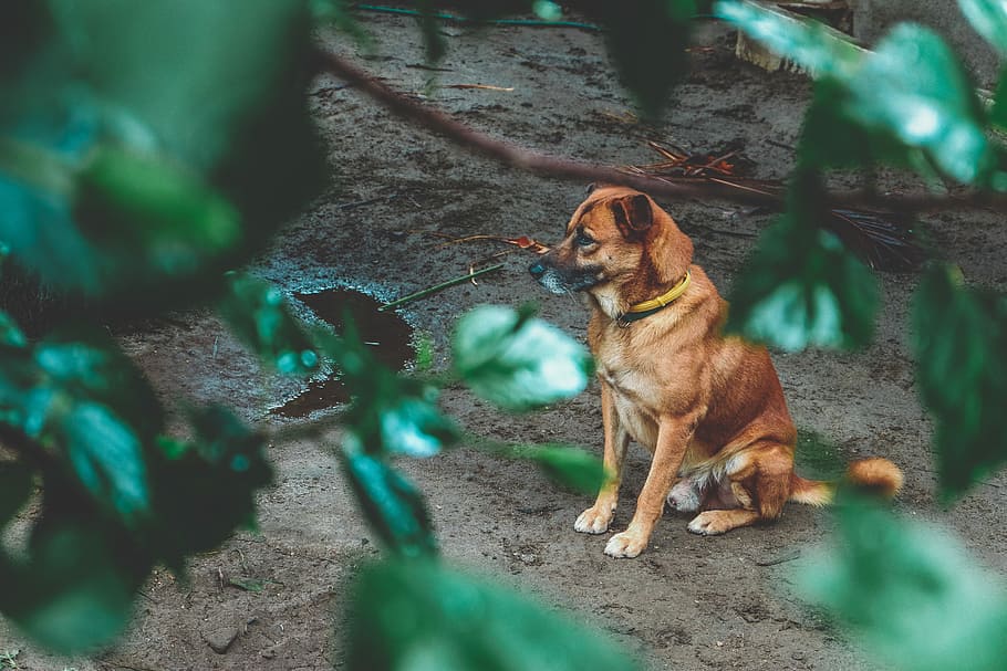 CHARLIE, dog sat on ground near water pond, pet, canine, puddle HD wallpaper