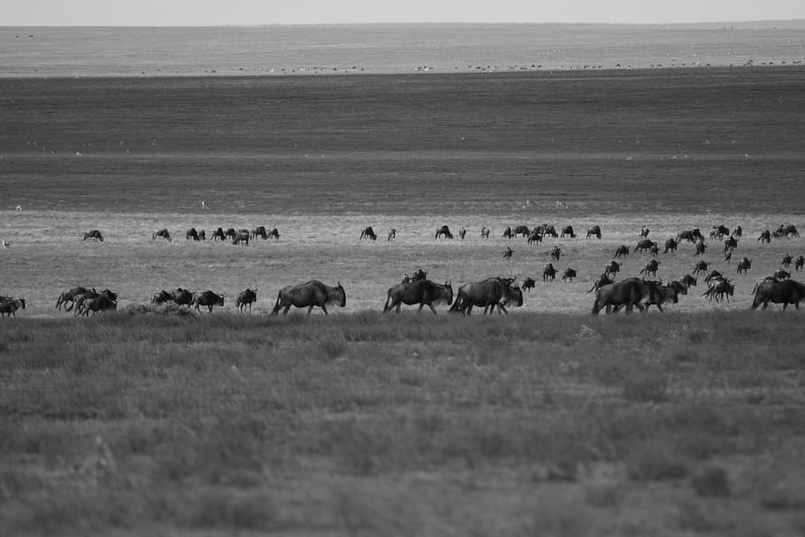 wildebeest, migration, arrival, africa, wildlife, tanzania